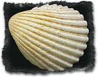 Seashell