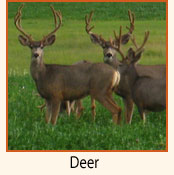 Deer.