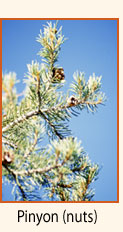 Pinyon tree (close-up).