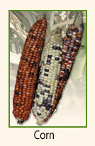 Corn.