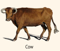 Cow.