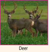 Deer.