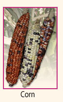 Corn.