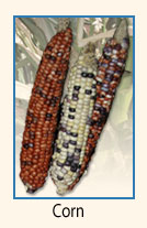 Corn.