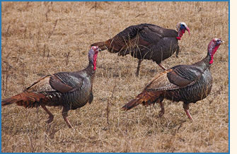 Domesticated turkeys.