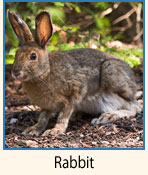 Rabbit.