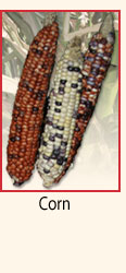Corn.