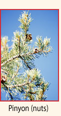 Pinyon tree (close-up).