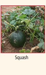 Squash.