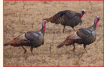 Domesticated turkeys.