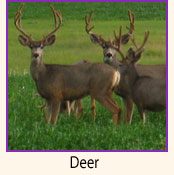 Deer.