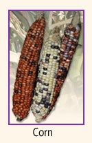 Corn.