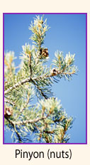 Pinyon tree (close-up).